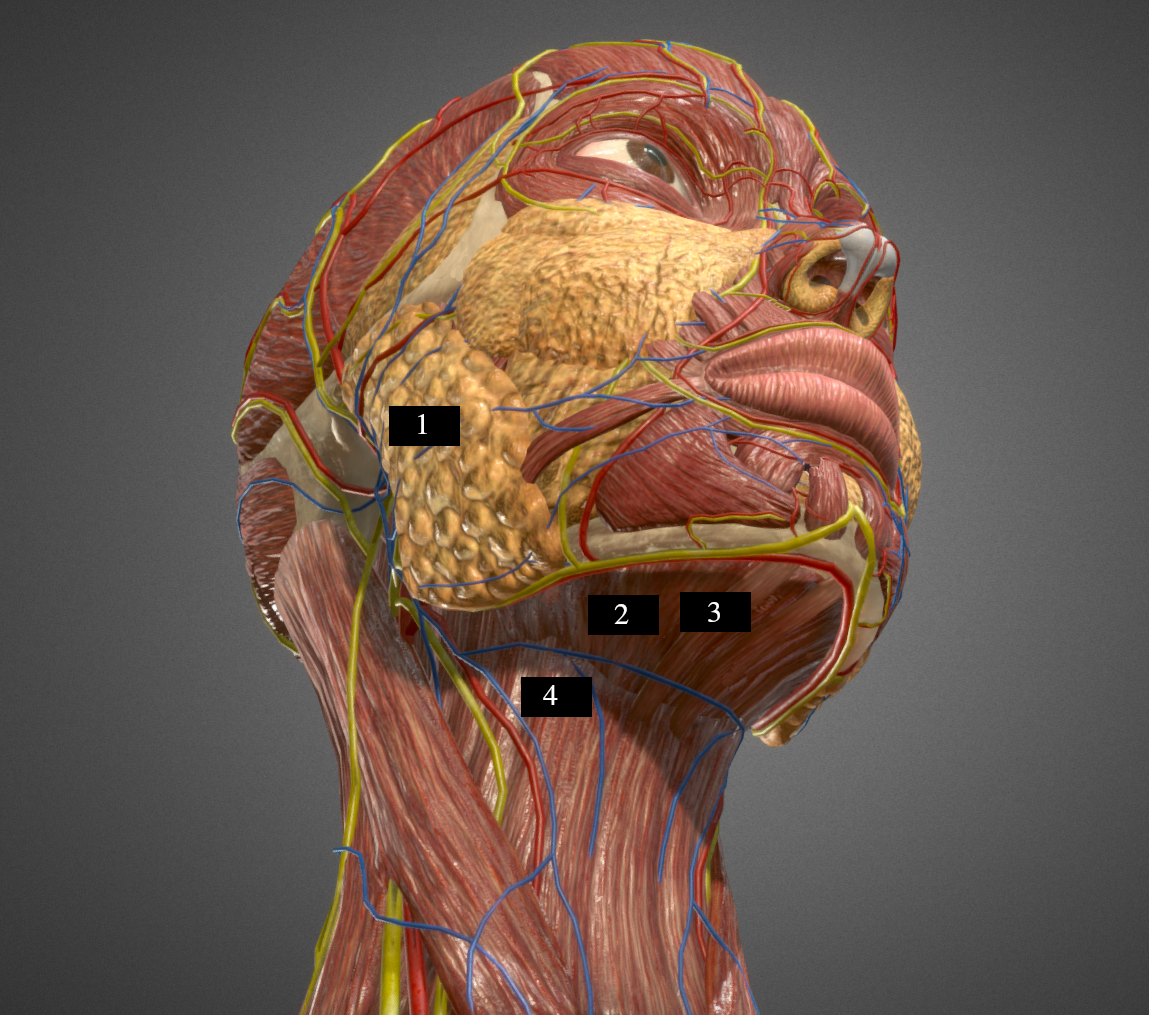 electrode placement
